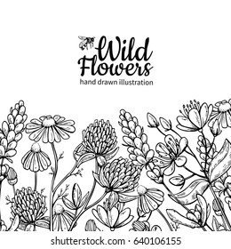 Wild flowers vector drawing set. Isolated  meadow plants and leaves. Herbal engraved style illustration. Detailed botanical sketch frame