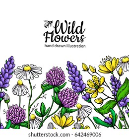 Wild flowers vector drawing set. Isolated  meadow plants and leaves. Herbal artistic  style illustration. Detailed botanical sketch frame