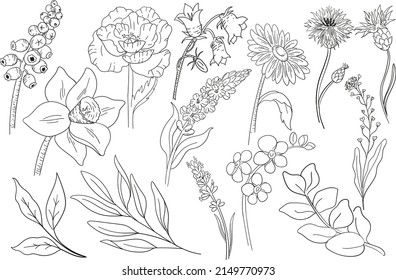 Wild flowers vector illustration line art
