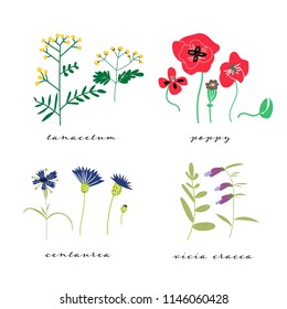 wild flowers vector illustration set. collection of meadow plant and flowers. 