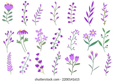Wild  flowers violet vector collection. herbs isolated on white background. Hand drawn detailed botanical vector illustration.
