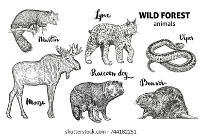 Wild forest animals set. Moose, marten, lynx, raccoon dog, beaver, viper vector hand drawn the illustration.