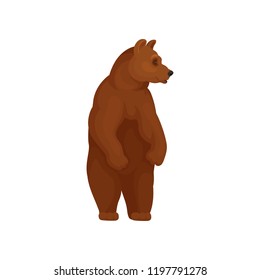 Wild forest bear standing on two hind legs. Large mammal animal with brown fur. Wildlife theme. Flat vector icon