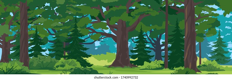 Wild forest with big oak trees, spruce trees and bushes in front view, tourist route through the dense spruce forest in summer sunny day nature landscape background, panorama of European forest