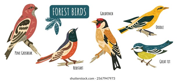 Wild forest birds. Winter wild animal, titmouse, grosbeak, goldfinch, oriole. Isolated wild or garden flat nature nestling. Vector illustration. Forest birds collection.