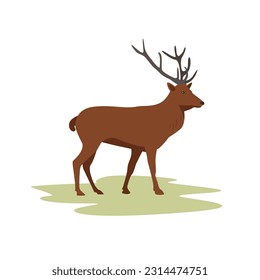 Wild forest deer with antlers stands on the lawn. Flat minimalistic deer graphic. Vector illustration