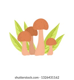 Wild Forest Edible Mushrooms, Eco Product Vector Illustration