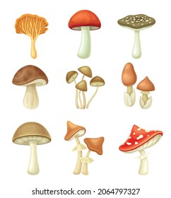 Bosques silvestres comestibles y setas venenosas. Capucha roja Boletus, Shiitake, Cep, hongo de miel, Crocea amnita ilustración vectorial