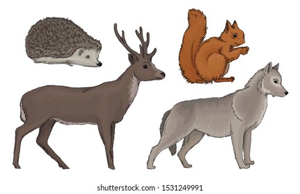 Wild Forest Habitants Drawn In Realistic Manner Vector Illustrations