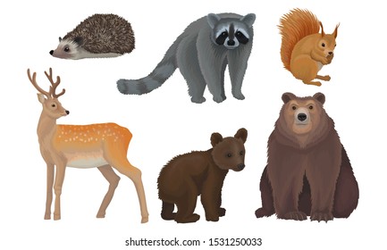 Wild Forest Habitants Drawn In Realistic Manner Vector Illustrations