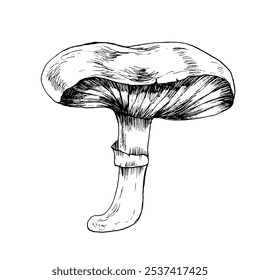 Wild forest non-edible mushroom ink graphics illustration. Hand drawn doodle clip art, fungus and autumn boletus for fall harvest season for product packing, kitchen fabric and utilities design