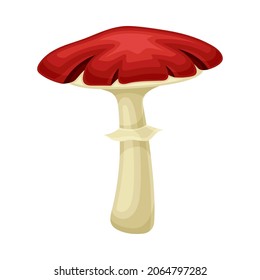 Wild forest poisonous mushroom with red cap vector illustration