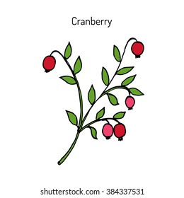 Wild forest ripe cranberries with leaves. Botanical hand drawn vector illustration