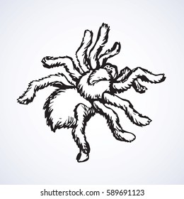 Wild forest Theraphosidae Araneae isolated on white backdrop. Freehand outline ink hand drawn picture sketchy in art scribble retro style pen on paper. Close-up micro view with space for text
