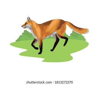 wild fox animal nature icon vector illustration design