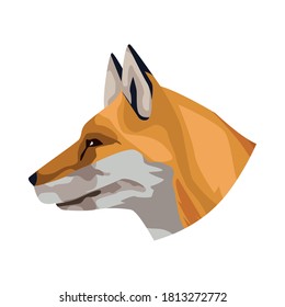 wild fox animal nature icon vector illustration design