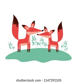 wild foxes couple in the jungle