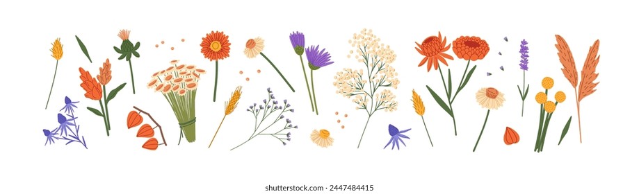 Conjunto de flores silvestres y de jardín. Diferentes flores silvestres, plantas de prado. Hierbas secas y frescas: gypsophila, lavanda. Decoración floral y botánica. Ilustraciones vectoriales aisladas planas sobre fondo blanco