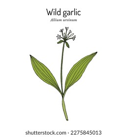 Wild garlic, or bear leek (Allium ursinum), or ramsons, buckrams, edible and medicinal plant. Hand drawn botanical vector illustration