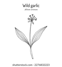 Wild garlic, or bear leek (Allium ursinum), or ramsons, buckrams, edible and medicinal plant. Hand drawn botanical vector illustration