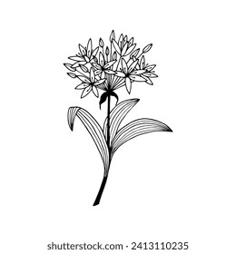 Wild garlic, bear onion flowers. Vector stock illustration eps10. Hand drawing. Outline, isolate on a white background.