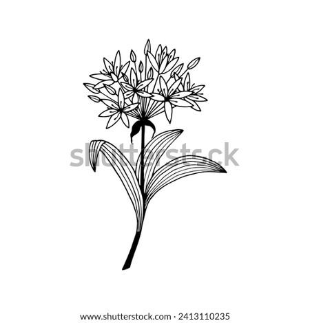 Similar – Image, Stock Photo ornamental garlic Plant