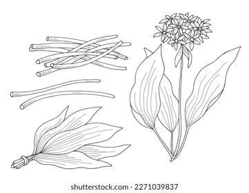 Wild garlic graphic black white isolated sketch set illustration vector