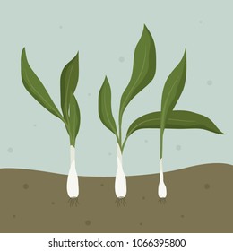 Wild garlic growing in the ground - vector illustration