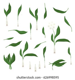 Wild garlic - vector illustration