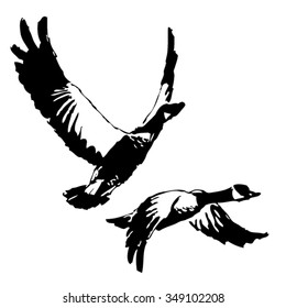 Wild geese