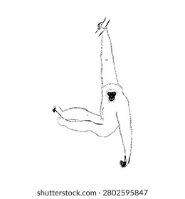 Wild gibbon monkey, vector sketch