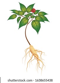 Wild ginseng isolated on white background graphic vector