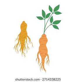 Raíz de ginseng silvestre. Planta médica dibujada a mano. Vector ilustración de dibujos animados. Ingrediente de hierba oriental botánica. Comida, té, medicina alternativa. Diseño para el logotipo, impresión, papel, tarjeta, Plantilla, muestra, etiqueta