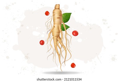 Wild Ginseng root vector illustration with ginseng  berries