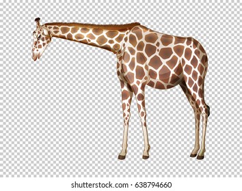 Wild giraffe on transparent background illustration