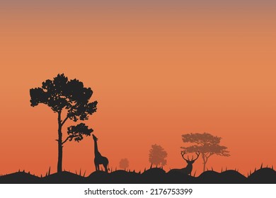 Wild giraffe reaching with long neck to eat from tall tree and red deer relax. sunset giraffe silhouette