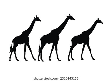 Wild giraffe silhouette set on a white background. Herbivorous wild giraffe silhouette bundle design. Camelopard standing and walking in different positions. Giraffe full body silhouette collection.