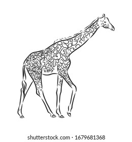 Wild giraffe, vector sketch illustration 