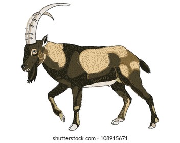 a wild goat