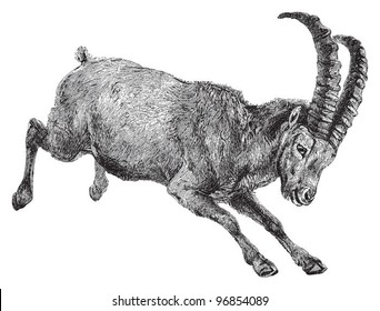 Wild goat - Alpine ibex (Capra Ibex) / vintage illustration from Meyers Konversations-Lexikon 1897