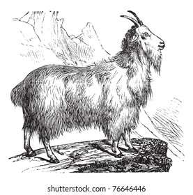 Wild Goat or Capra aegagrus, vintage engraving. Old engraved illustration of Wild Goat. Trousset encyclopedia.