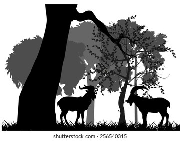 Wild goats and tree's silhouettes