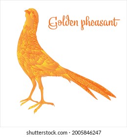 Wild golden pheasant. Hand drawing for design and print.