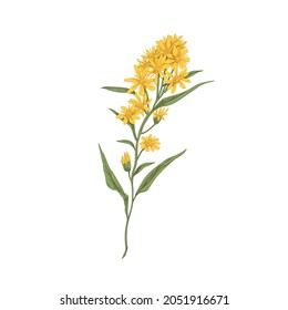 Wild goldenrod flower. Vintage botanical drawing of medical floral plant. Solidago nemoralis, meadow herb. Realistic blooming wildflower. Hand-drawn vector illustration isolated on white background