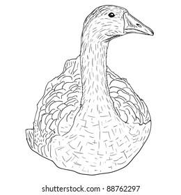 Wild goose. Hand-painted vector illustration.