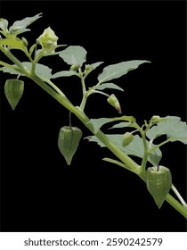 wild gooseberry plant vector image with green fruit isolated on black background