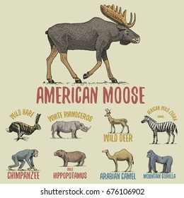 Wild gorilla, moose or eurasian elk, camel and deer, zebra with chimpanzee and rhinoceros, hare engraved hand drawn in old sketch style, vintage animals. logo or emblems, retro label and badge.