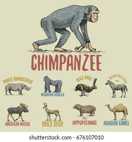 Wild gorilla, moose or eurasian elk, camel and deer, zebra with chimpanzee and rhinoceros, hare engraved hand drawn in old sketch style, vintage animals. logo or emblems, retro label and badge.