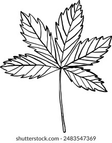 Wild grape leaf. Vector illustration.