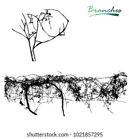 Wild grapes. Old branches on supports. Curling plant. Plants silhouette.Detailed vector illustration.